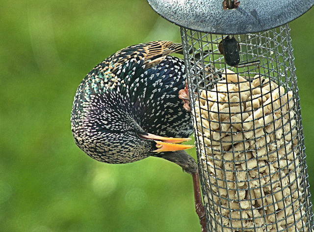 Starling