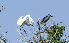 aigrette garzette et bihoreau gris.