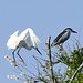 aigrette garzette et bihoreau gris.