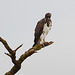 Uganda, Queen Elizabeth National Park, The Martial Eagle