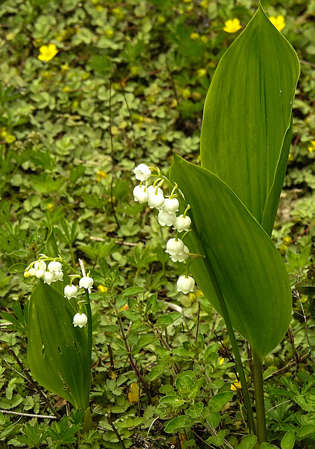 20220510 0844CPw [D~LIP] Maiglöckchen (Convallaria majalis), Bad Salzuflen