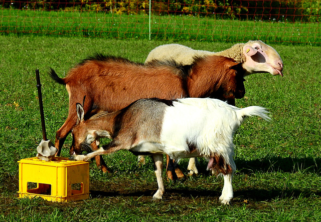 hFF....das erste Schaf hieß Doerthe...