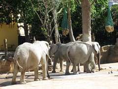 African elephants of savanna.