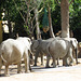 African elephants of savanna.