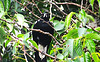 Magpie in the leaves.