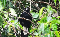 Magpie in the leaves.