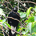 Magpie in the leaves.