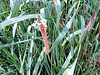 Seed Heads,