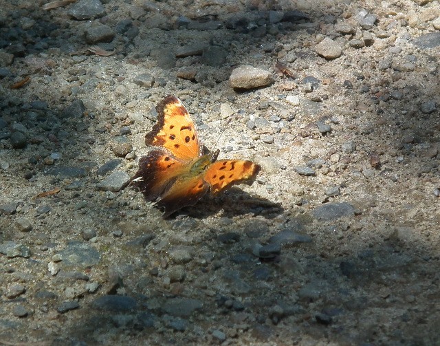 polygone virgule / eastern comma