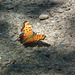 polygone virgule / eastern comma