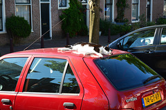 Cat and Citroën