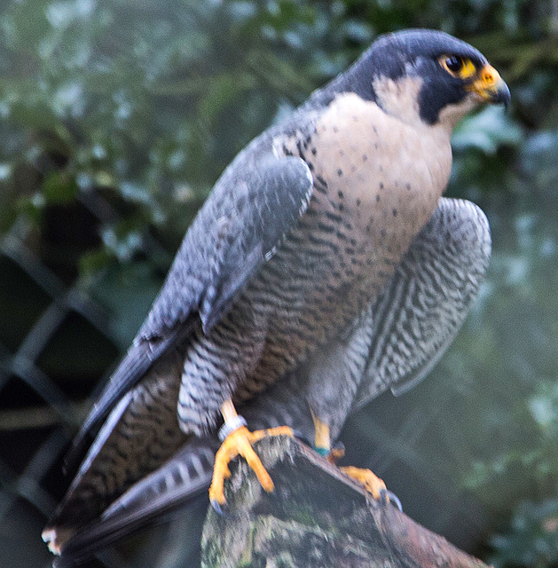 20160303 0187VRAw [D~BI] Wanderfalke (Falco peregrinus), Tierpark Olderdissen, Bielefeld