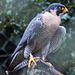 20160303 0187VRAw [D~BI] Wanderfalke (Falco peregrinus), Tierpark Olderdissen, Bielefeld