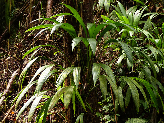 Rain forest, Tobago, Day 2