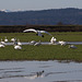 Trumpeter Swans