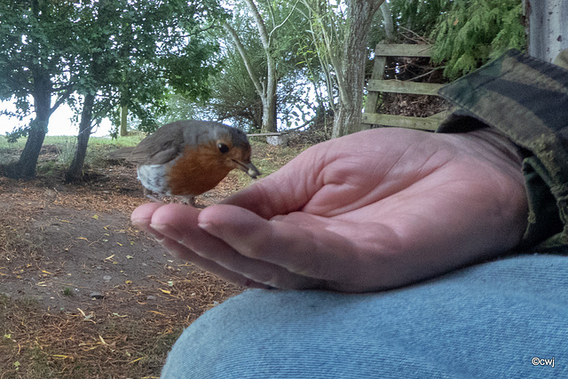 Young robin