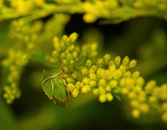 In der Natur ist es ein kleines Suchspiel nach dieser Büffelzikade :))  In nature, it's a little search game for this buffalo cicada :)) Dans la nature, c'est un petit jeu de recherche pour cette cica