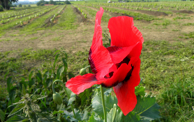 Red  Beauty