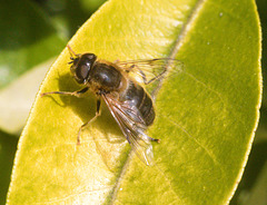 EF7A3495 Hoverfly