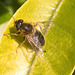 EF7A3495 Hoverfly