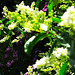 Flowering Beautifully.