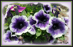 Blumen von Nachbars Garten
