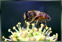 Italienische Schwebfliege an Efeublüte. ©UdoSm