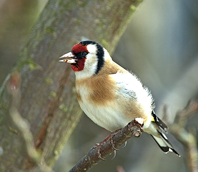 Goldfinch