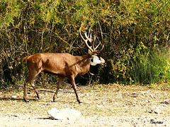 Cerf à tête de vanneau.