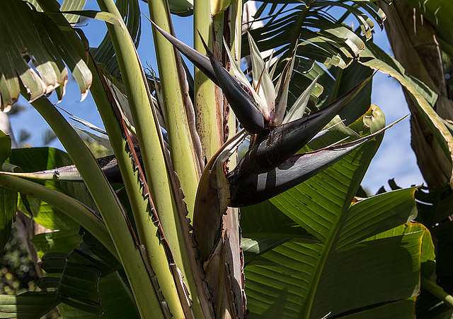 20160329 0856RVAw [I]  Baum-Strelitzie (Strelitzia nicolai), Catania, Sizilien