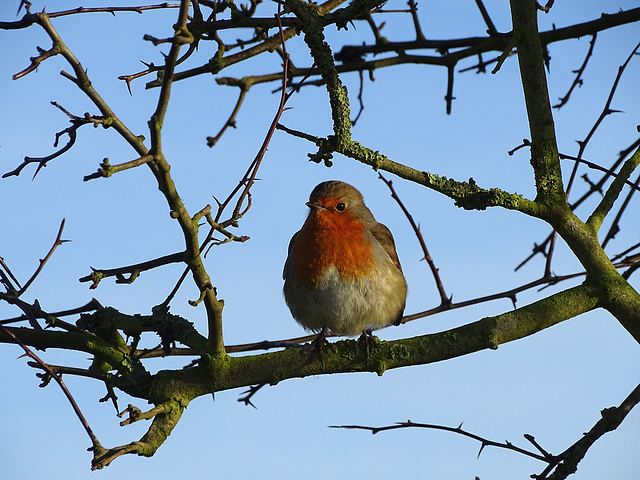 Christmas day walk.  Robin: Erithacus rubecula