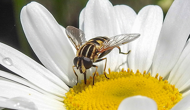 20210604 0390CPw [D~LIP] Sumpf-Schwebfliege (Helophilus pendulus), Wiesen-Margerite (Leucanthemum vulgare agg), Bad Salzuflen