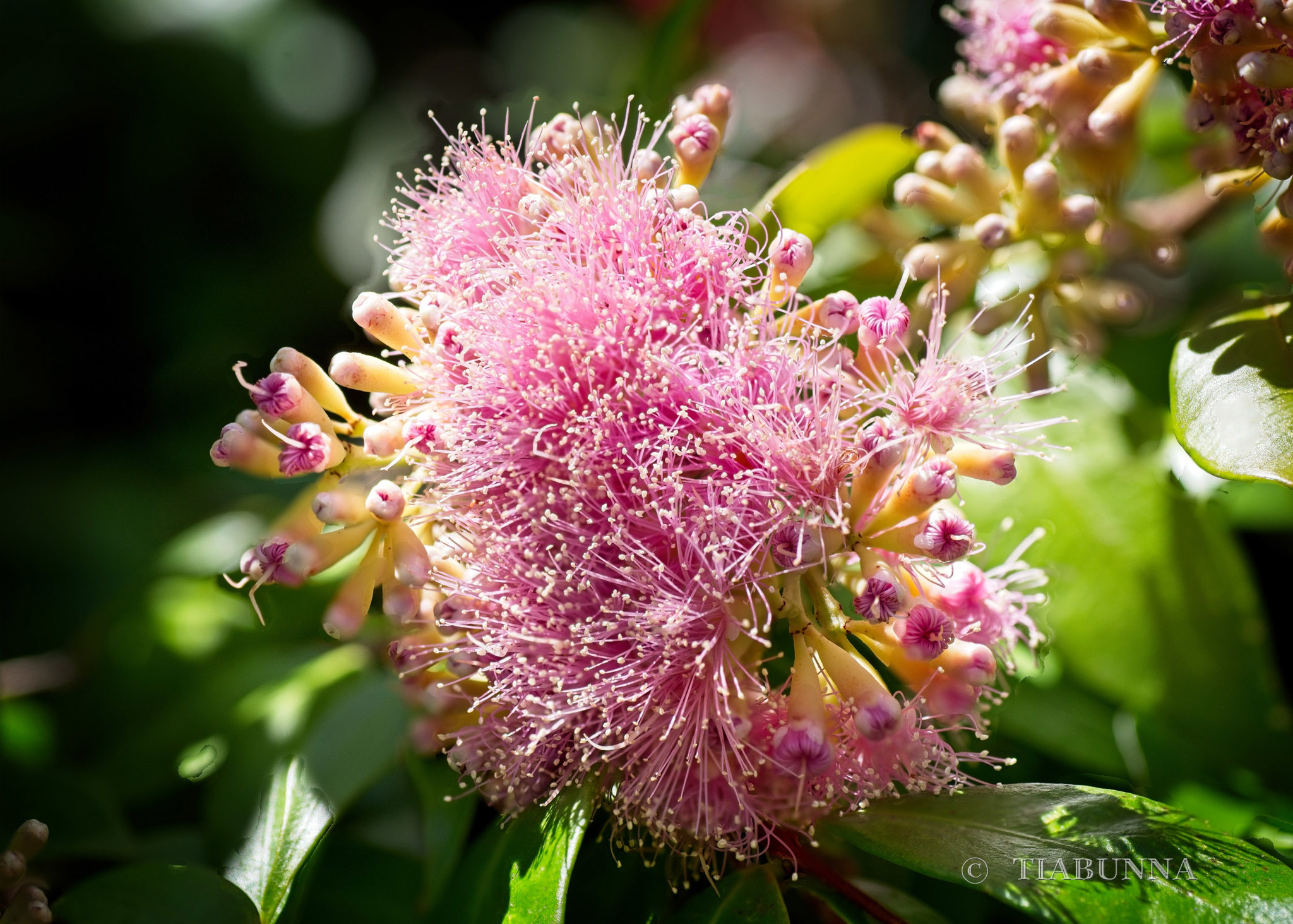 Flowering Lilli-pilli