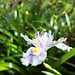 Gefranste Schwertlilie (Iris japonica)