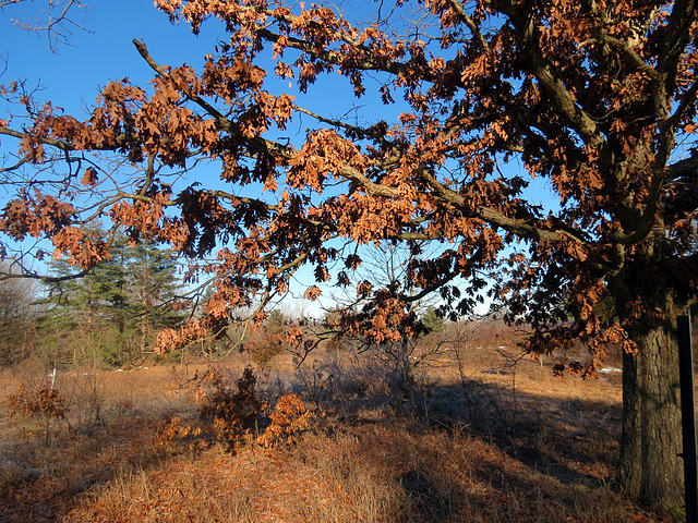 Winter oak.