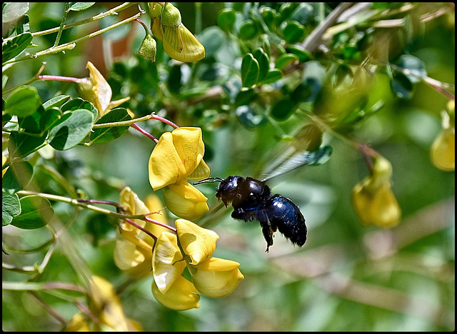 Black bee