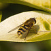 EF7A3507 Hoverfly