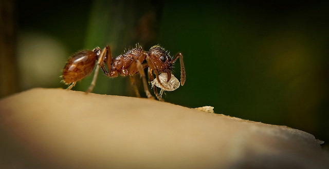 Auch eine Ameise steht mal auf ein Pilzmenü :)) Even an ant likes a mushroom menu :)) Même une fourmi aime un menu aux champignons :))