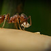Auch eine Ameise steht mal auf ein Pilzmenü :)) Even an ant likes a mushroom menu :)) Même une fourmi aime un menu aux champignons :))