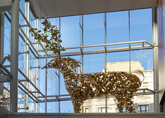 Reindeer