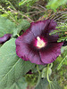 Black holly hock