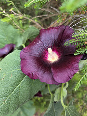 Black holly hock