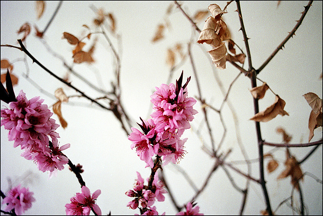 Frühling | Springtime