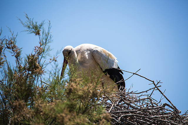 20150518 7948VRTw [R~F] Weißstorch (Ciconia ciconia), Parc Ornithologique, Camargue