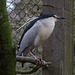 20160303 0193VRAw [D~BI] Nachtreiher (Nycticorax nycticorax), Tierpark Olderdissen, Bielefeld