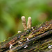 Fungi, Main Ridge Forest Reserve trip, Day 2