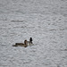 Northern Pintail