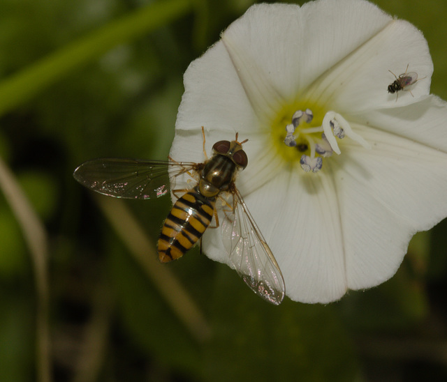 HoverflyIMG 3402