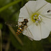 HoverflyIMG 3402