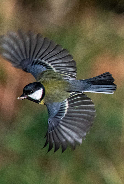 Great tit